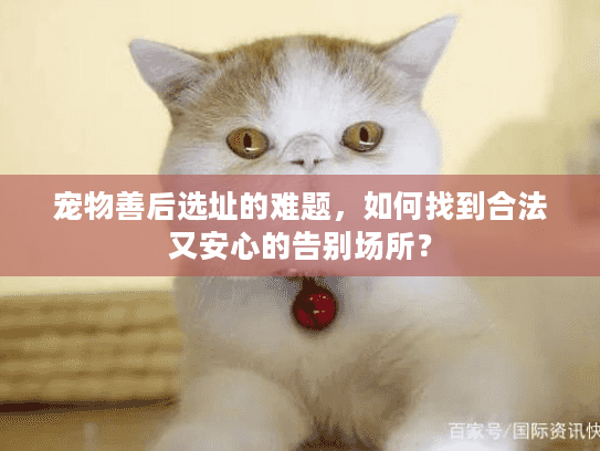 宠物善后选址的难题，如何找到合法又安心的告别场所？