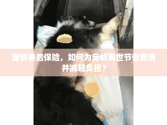 宠物善后保险，如何为宠物离世节省费用并减轻负担？