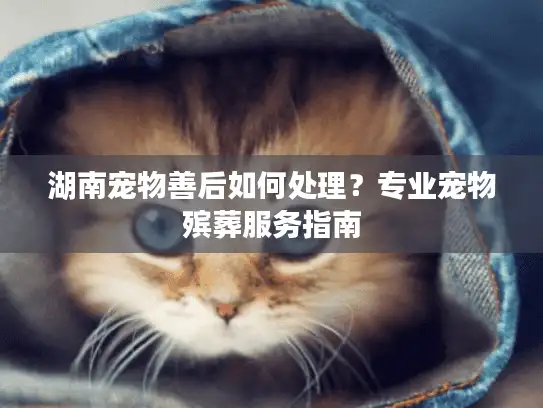 湖南宠物善后如何处理？专业宠物殡葬服务指南