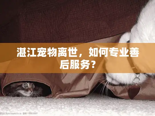湛江宠物离世，如何专业善后服务？