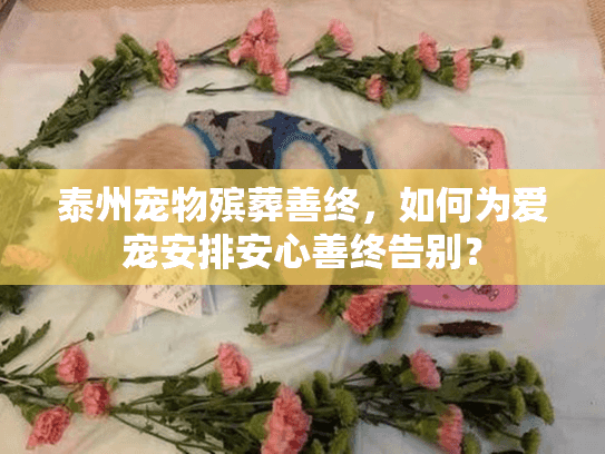 泰州宠物殡葬善终，如何为爱宠安排安心善终告别？
