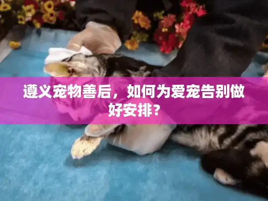 遵义宠物善后,如何为爱宠告别做好安排? 遵义宠物善后,如何为爱宠告别做好安排?