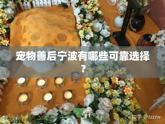 宠物善后宁波有哪些可靠选择？