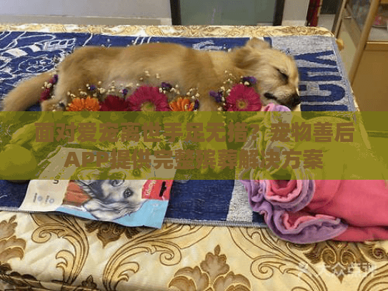 面对爱宠离世手足无措?宠物善后APP提供完整殡葬解决方案 面对爱宠离世手足无措?宠物善后APP提供完整殡葬解决方案