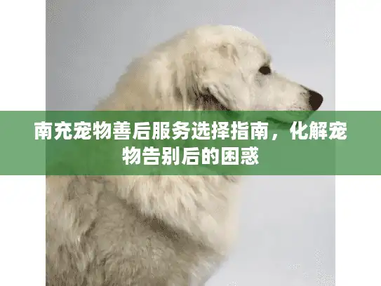 南充宠物善后服务选择指南，化解宠物告别后的困惑