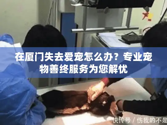 在厦门失去爱宠怎么办？专业宠物善终服务为您解忧