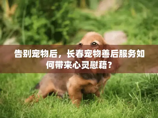 告别宠物后，长春宠物善后服务如何带来心灵慰藉？