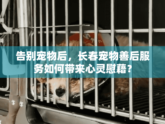 告别宠物后，长春宠物善后服务如何带来心灵慰藉？