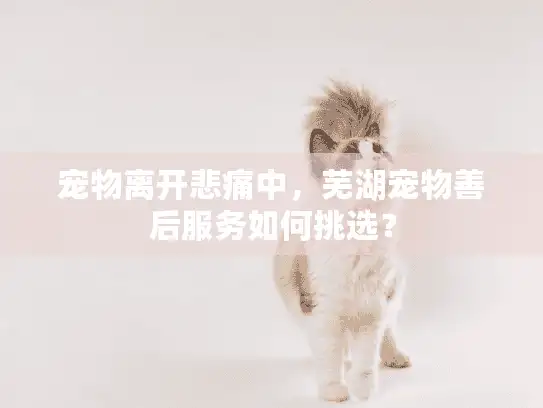 宠物离开悲痛中，芜湖宠物善后服务如何挑选？