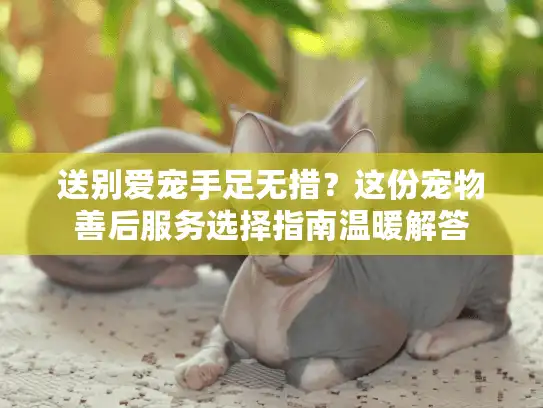 送别爱宠手足无措？这份宠物善后服务选择指南温暖解答
