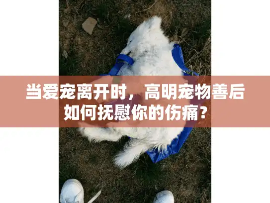 当爱宠离开时，高明宠物善后如何抚慰你的伤痛？