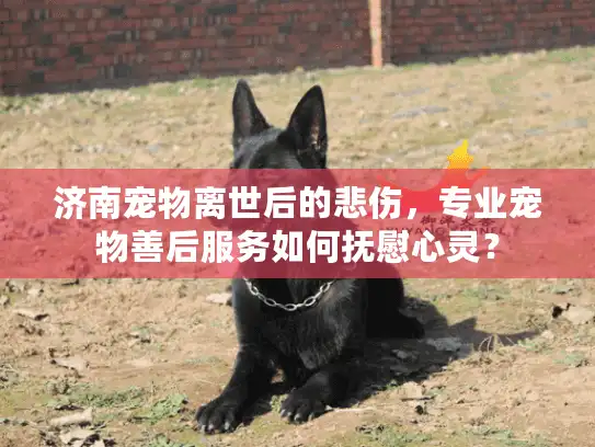 济南宠物离世后的悲伤，专业宠物善后服务如何抚慰心灵？