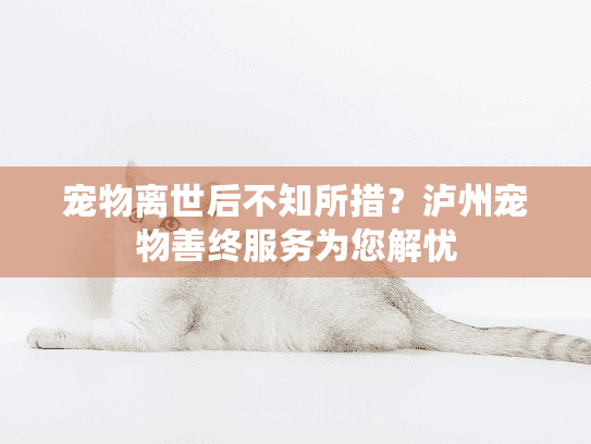 宠物离世后不知所措？泸州宠物善终服务为您解忧