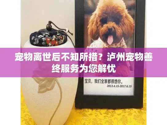 宠物离世后不知所措？泸州宠物善终服务为您解忧