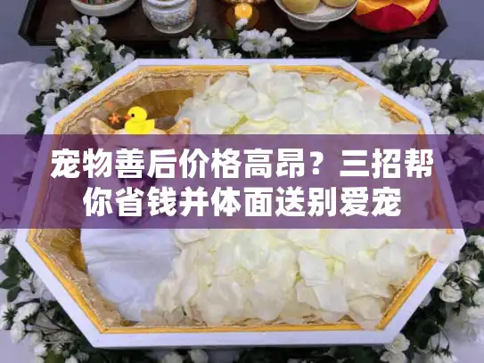 宠物善后价格高昂？三招帮你省钱并体面送别爱宠