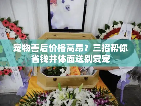 宠物善后价格高昂？三招帮你省钱并体面送别爱宠