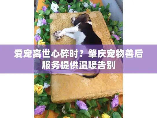 爱宠离世心碎时？肇庆宠物善后服务提供温暖告别
