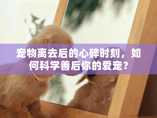 宠物离去后的心碎时刻,如何科学善后你的爱宠? 宠物离去后的心碎时刻,如何科学善后你的爱宠?
