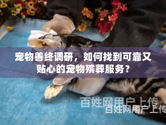 宠物善终调研，如何找到可靠又贴心的宠物殡葬服务？