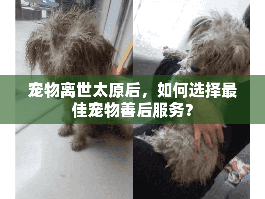 宠物离世太原后,如何选择最佳宠物善后服务? 宠物离世太原后,如何选择最佳宠物善后服务?