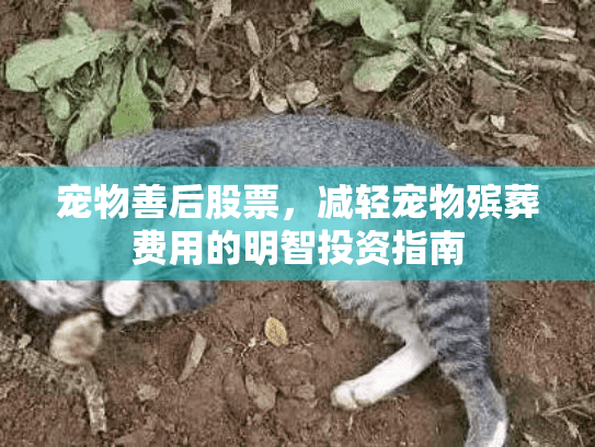宠物善后股票,减轻宠物殡葬费用的明智投资指南 宠物善后股票,减轻宠物殡葬费用的明智投资指南
