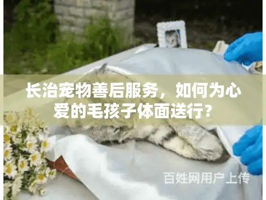 长治宠物善后服务，如何为心爱的毛孩子体面送行？