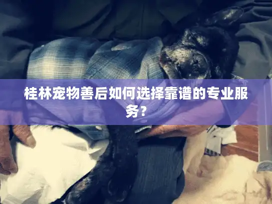 桂林宠物善后如何选择靠谱的专业服务？