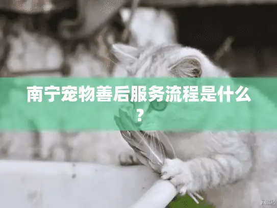 南宁宠物善后服务流程是什么？