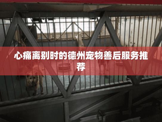 心痛离别时的德州宠物善后服务推荐 心痛离别时的德州宠物善后服务推荐