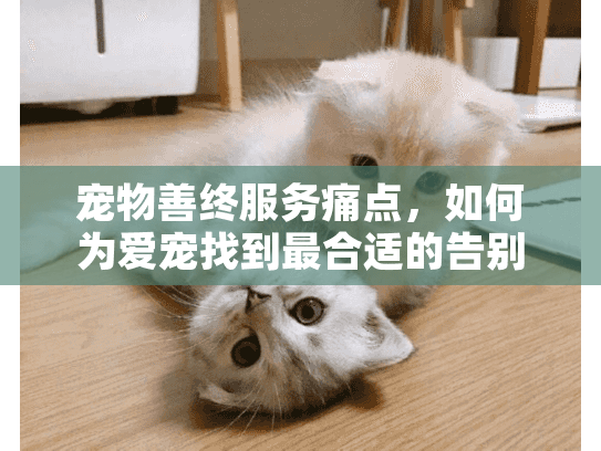 宠物善终服务痛点,如何为爱宠找到最合适的告别方式? 宠物善终服务痛点,如何为爱宠找到最合适的告别方式?