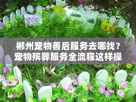 郴州宠物善后服务去哪找？宠物殡葬服务全流程这样操作才安心