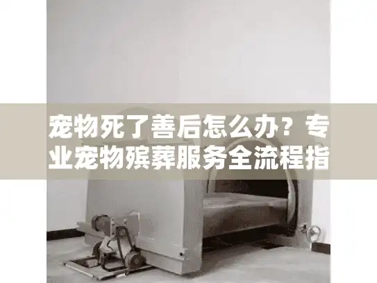 宠物死了善后怎么办?专业宠物殡葬服务全流程指南 宠物死了善后怎么办?专业宠物殡葬服务全流程指南