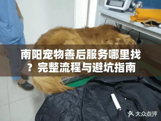 南阳宠物善后服务哪里找？完整流程与避坑指南