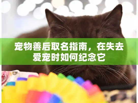 宠物善后取名指南，在失去爱宠时如何纪念它