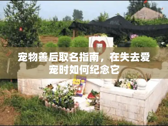 宠物善后取名指南，在失去爱宠时如何纪念它