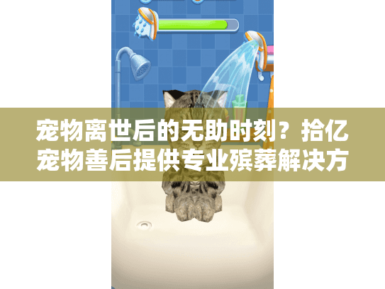宠物离世后的无助时刻？拾亿宠物善后提供专业殡葬解决方案