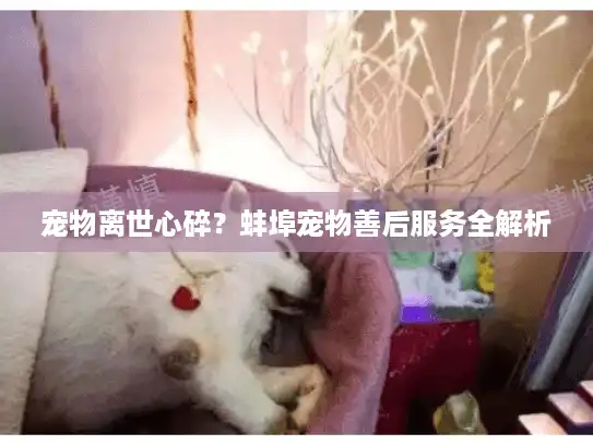 宠物离世心碎?蚌埠宠物善后服务全解析 宠物离世心碎?蚌埠宠物善后服务全解析
