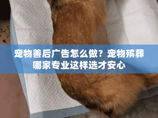 宠物善后广告怎么做？宠物殡葬哪家专业这样选才安心