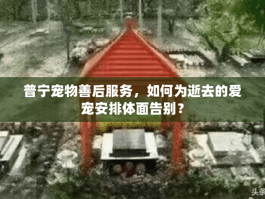 普宁宠物善后服务,如何为逝去的爱宠安排体面告别? 普宁宠物善后服务,如何为逝去的爱宠安排体面告别?