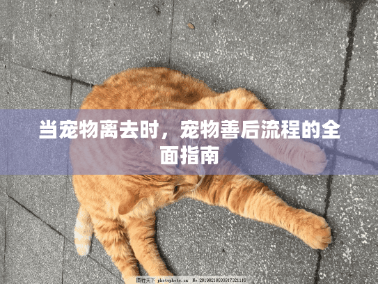 当宠物离去时，宠物善后流程的全面指南