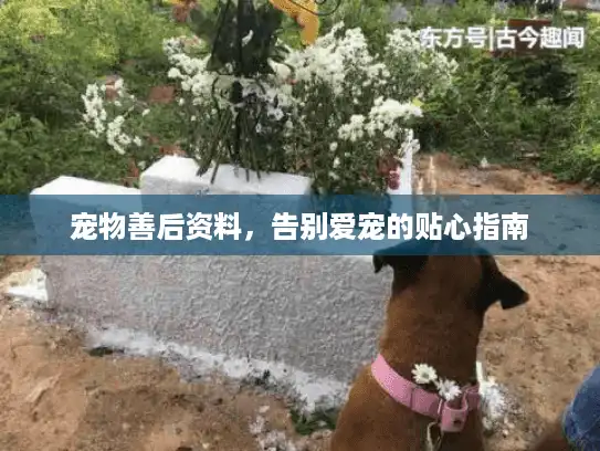 宠物善后资料,告别爱宠的贴心指南 宠物善后资料,告别爱宠的贴心指南