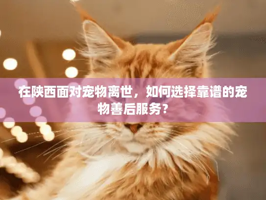 在陕西面对宠物离世，如何选择靠谱的宠物善后服务？