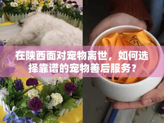 在陕西面对宠物离世，如何选择靠谱的宠物善后服务？
