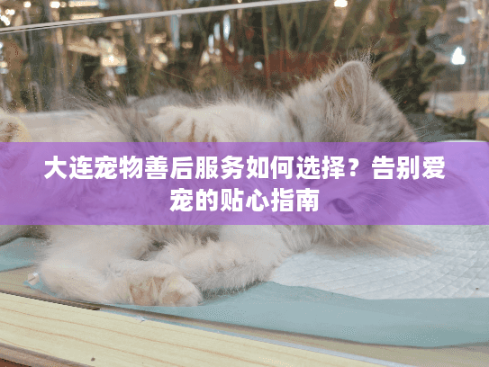 大连宠物善后服务如何选择？告别爱宠的贴心指南