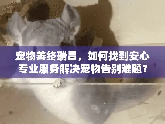 宠物善终瑞昌，如何找到安心专业服务解决宠物告别难题？