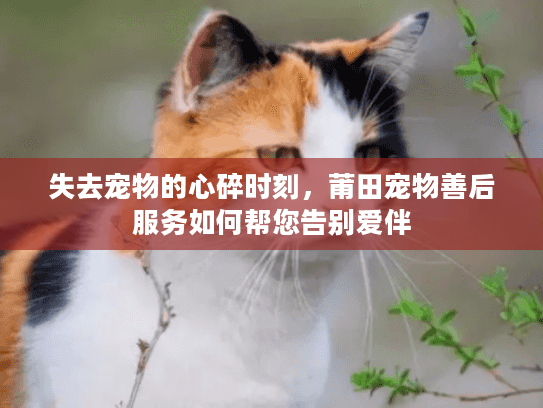 失去宠物的心碎时刻，莆田宠物善后服务如何帮您告别爱伴