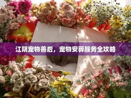 江阴宠物善后，宠物安葬服务全攻略