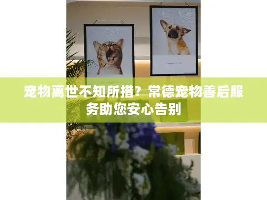 宠物离世不知所措？常德宠物善后服务助您安心告别
