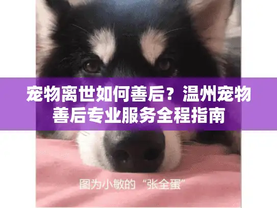 宠物离世如何善后？温州宠物善后专业服务全程指南