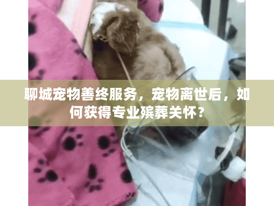 聊城宠物善终服务，宠物离世后，如何获得专业殡葬关怀？
